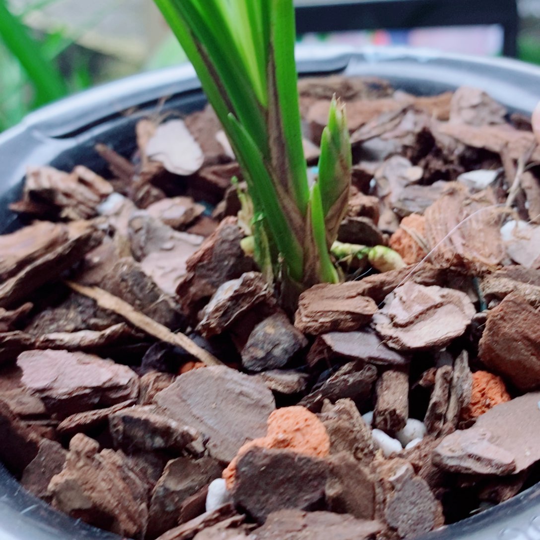 大部分花苞少量开放