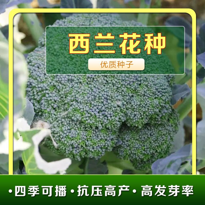 西兰花种子四季阳台蔬菜种子盆栽菜籽春季农西蓝花菜种子菜花种籽