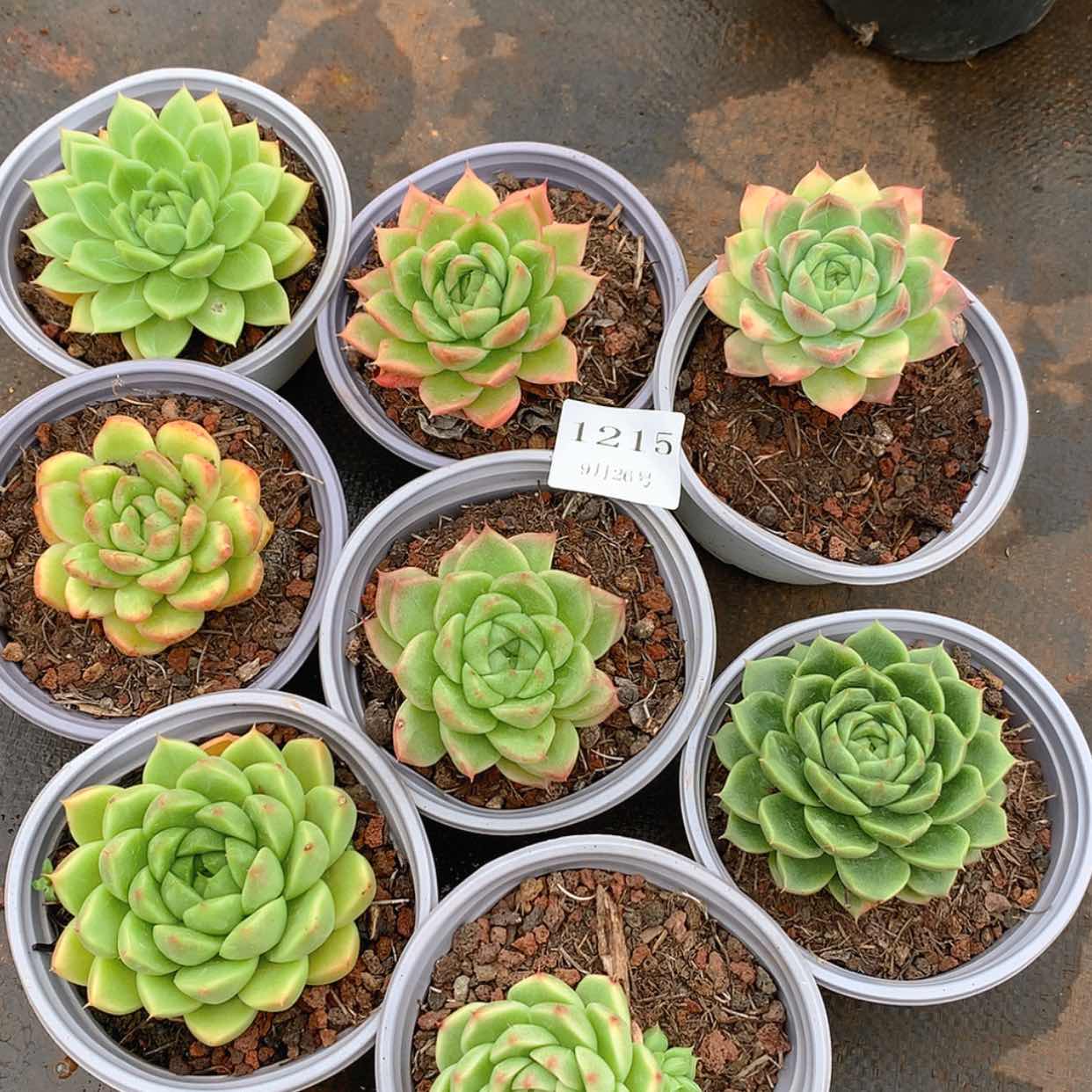 【闪购商品】云1215号