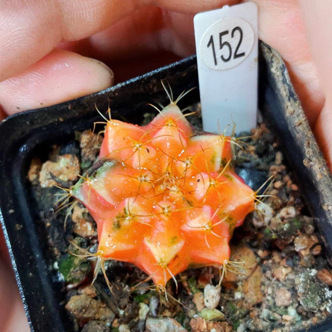 非偏远地区满25包邮仙人球