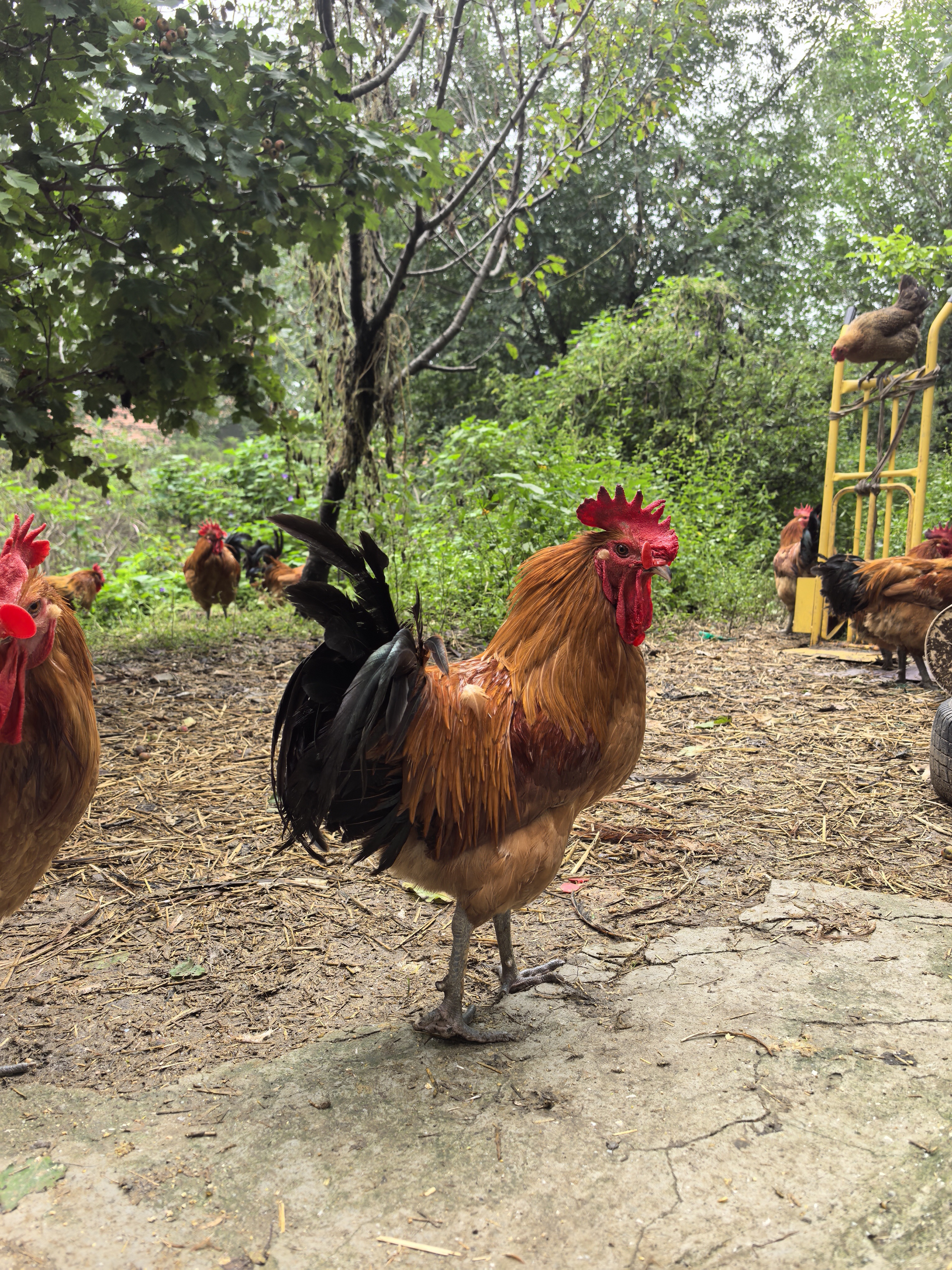 鲜嫩雪山草鸡土鸡肉质鲜嫩农家散养粮食喂养