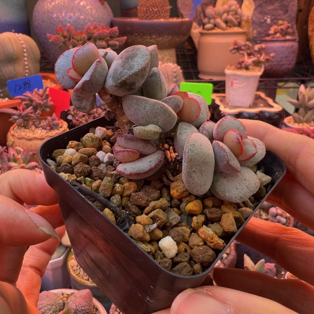 一组自拍，感谢支持28