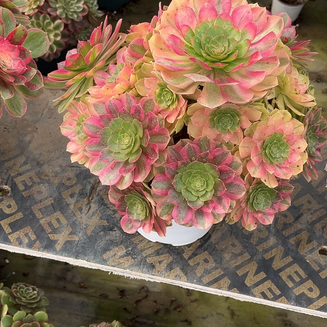 雨荷法师漂亮漂亮