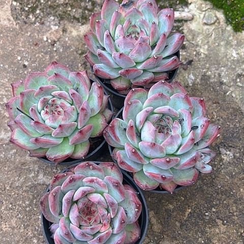 精品多肉卡罗拉四个