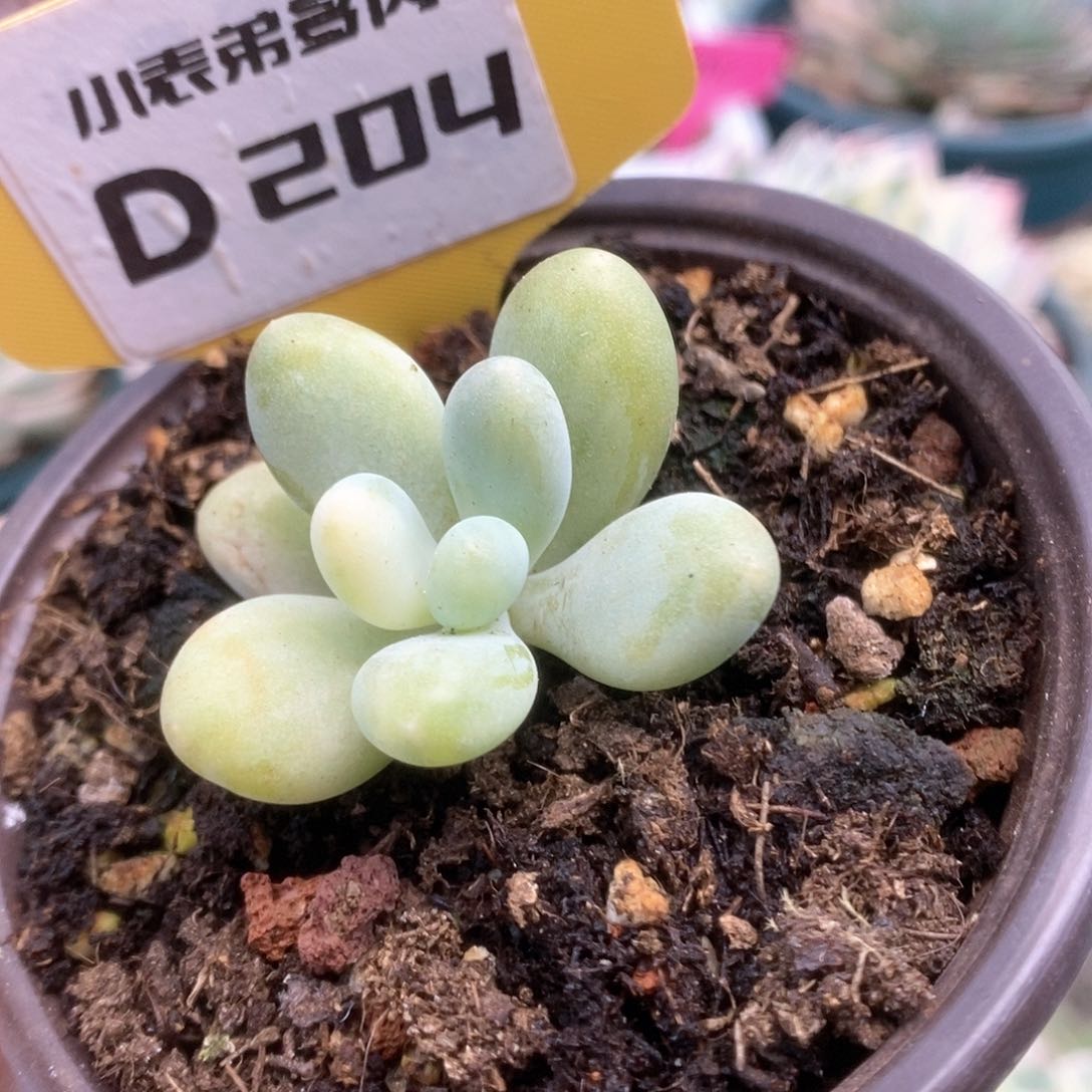 204奶锦锦锦锦锦锦锦