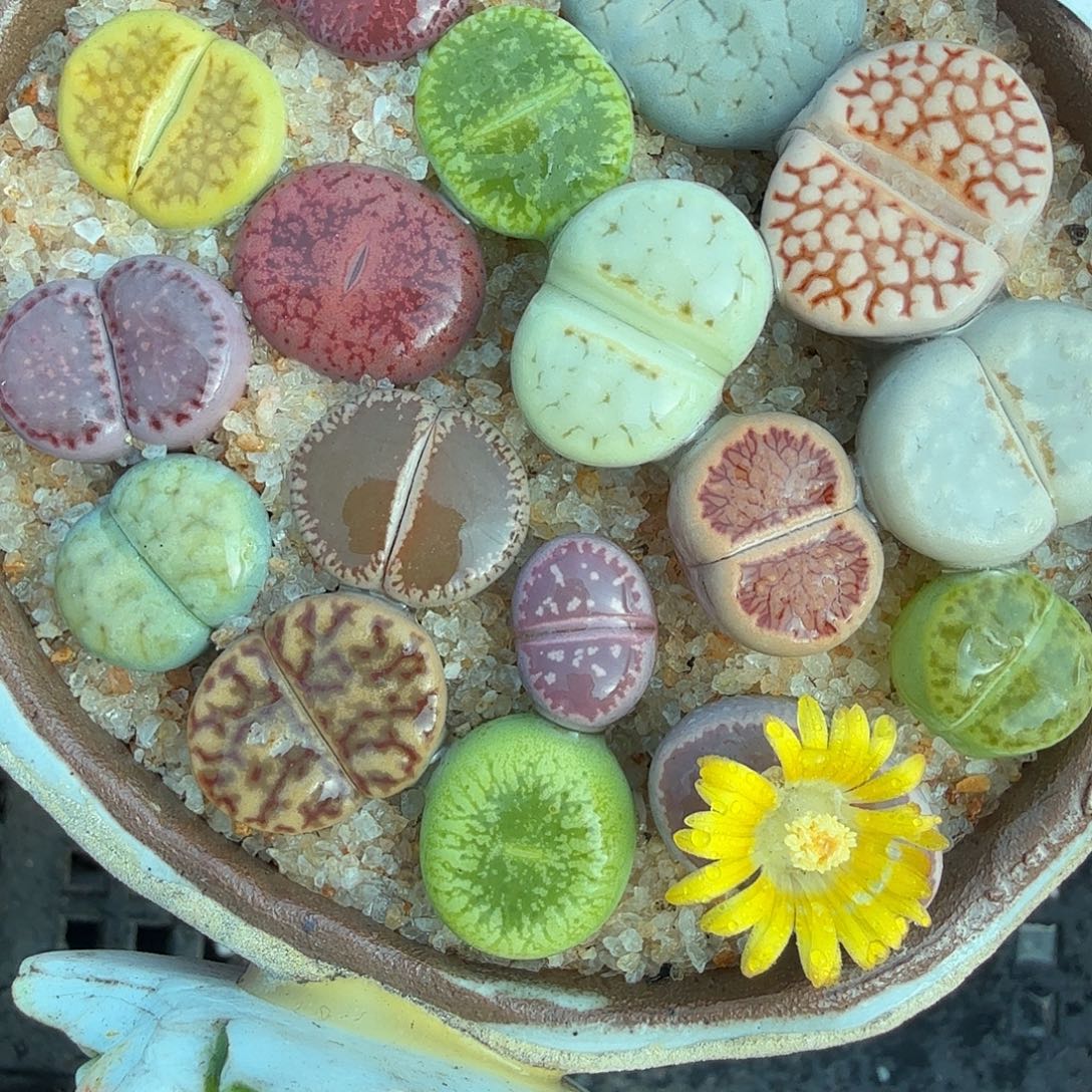 哈哈掉线好尴尬哈哈466是