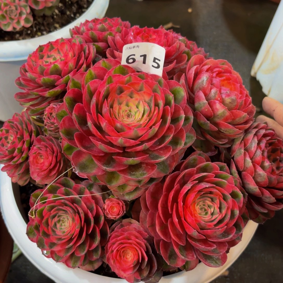 615多肉植物荔枝