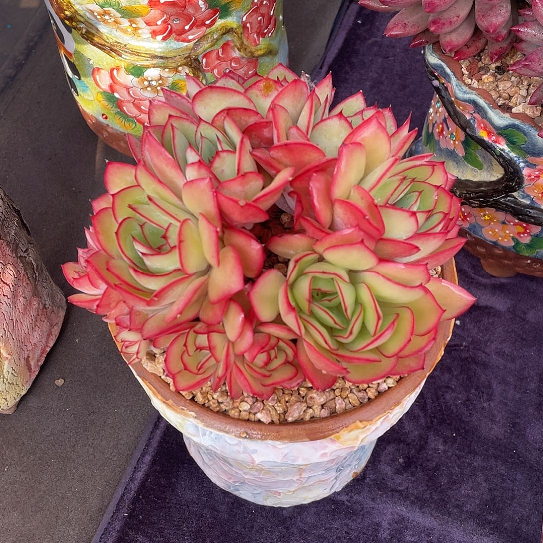 多肉植物脱土包邮