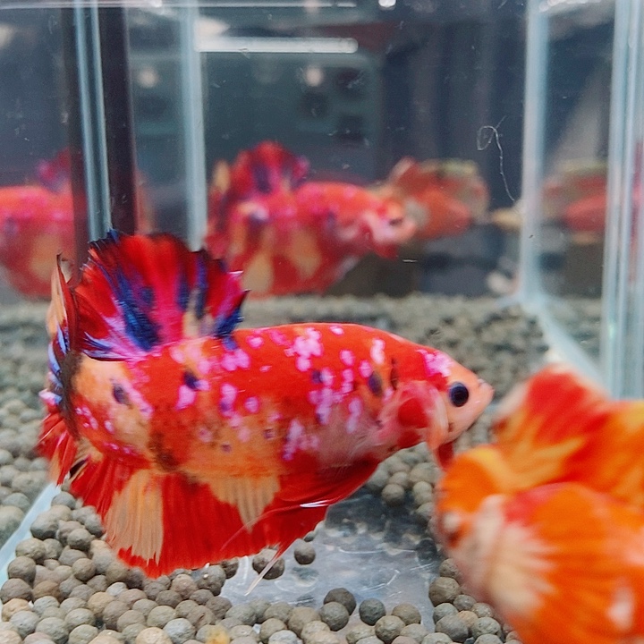 斗鱼黑233号巨斗将军