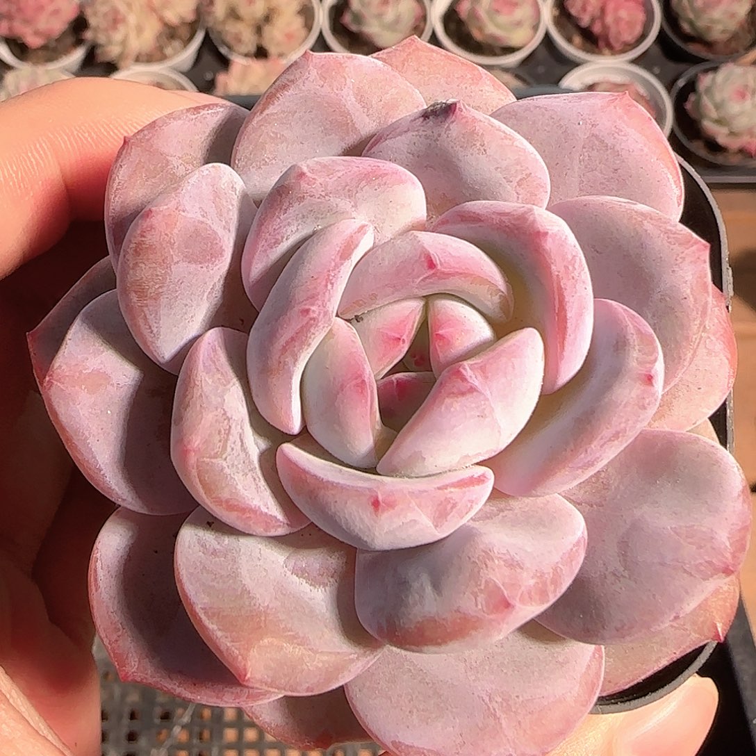 多肉1206-85石榴籽星影