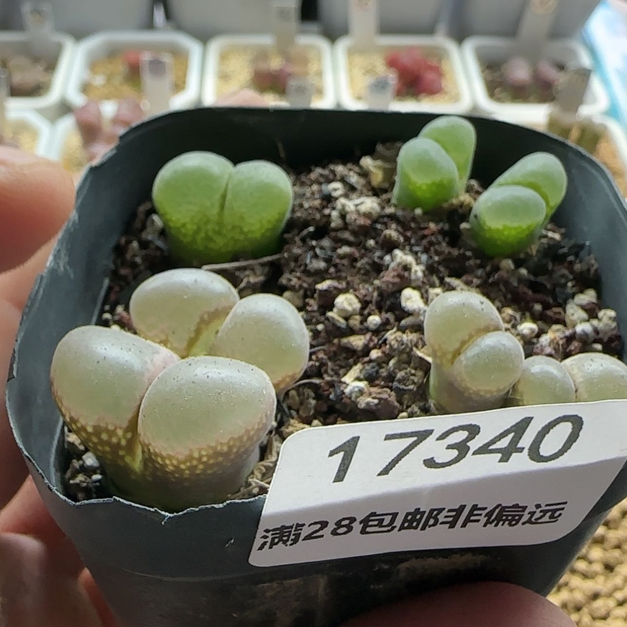 【闪购商品】17340绝绝子母本混合