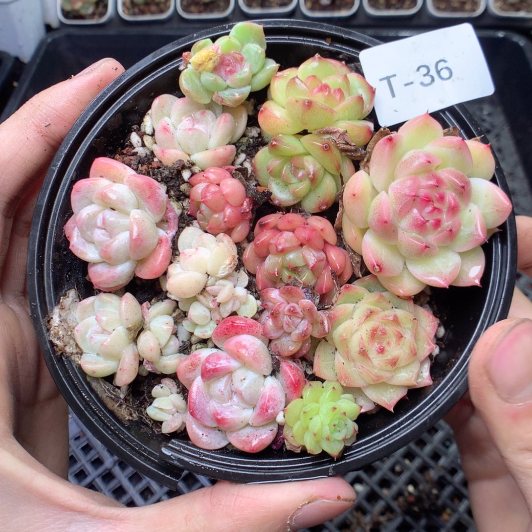 无花朵T36 yyyyyyyy