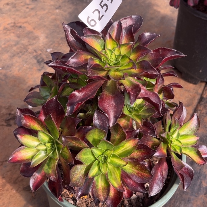 魅影中班捧花不售后多肉