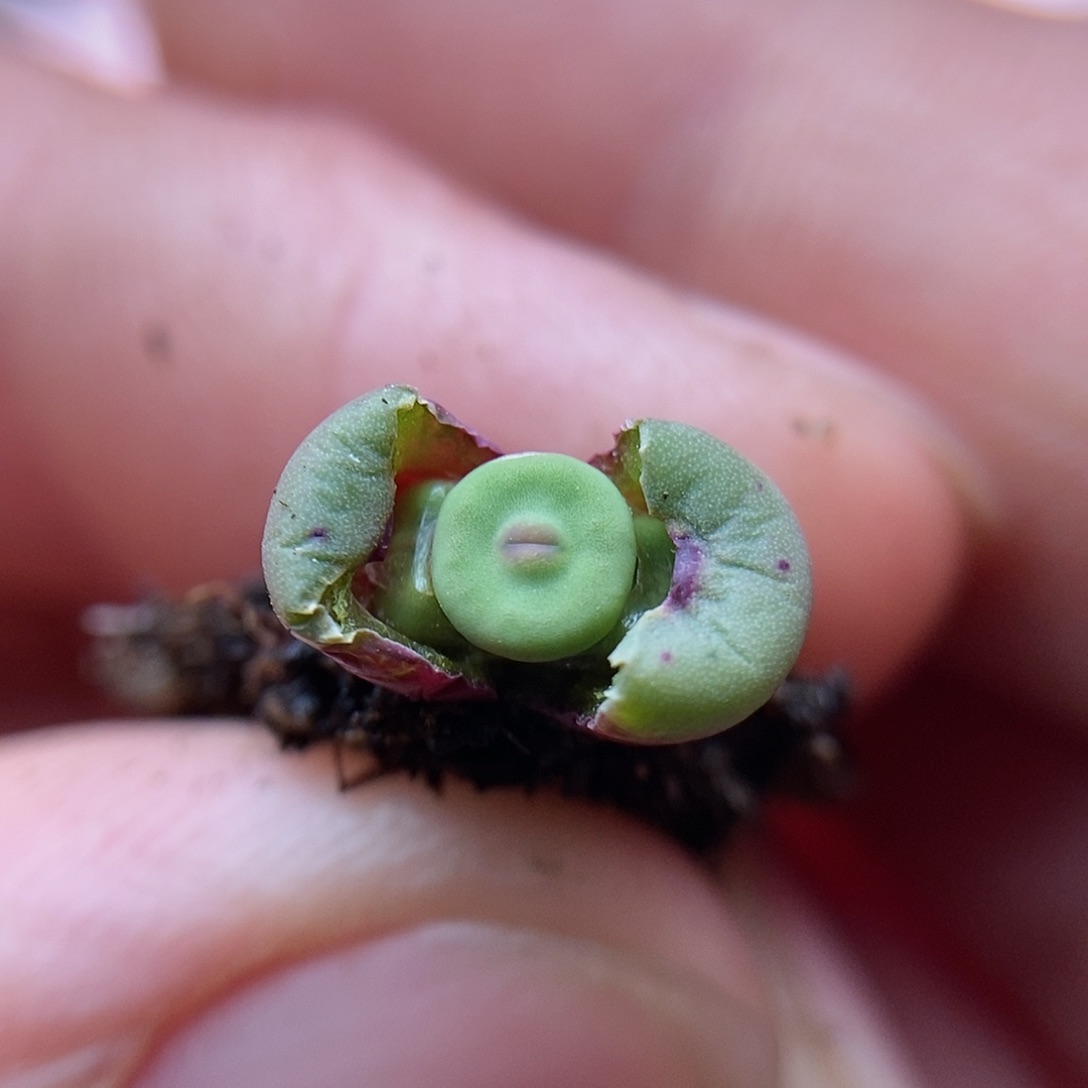 1380b一颗三头两年包邮