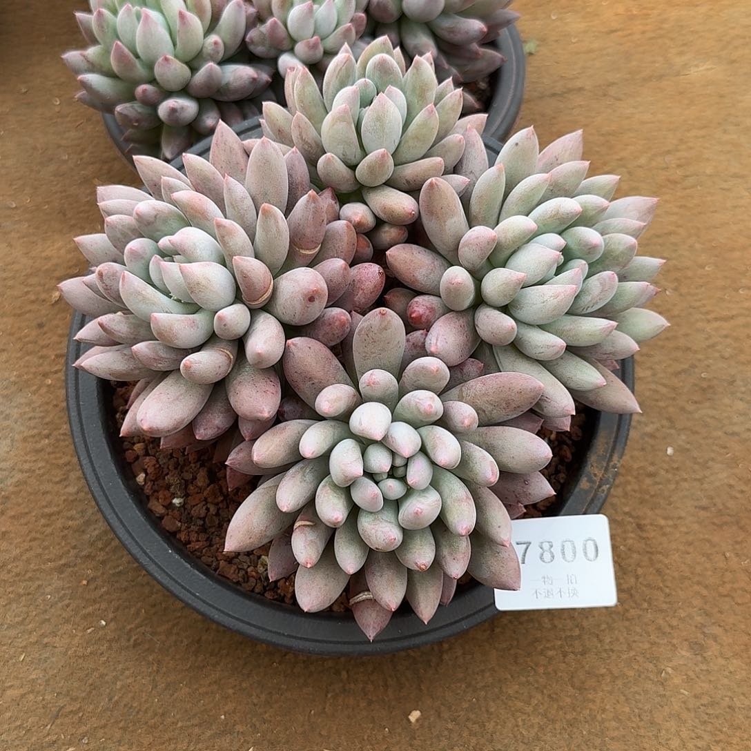 冰***冰7800号所罗门多肉