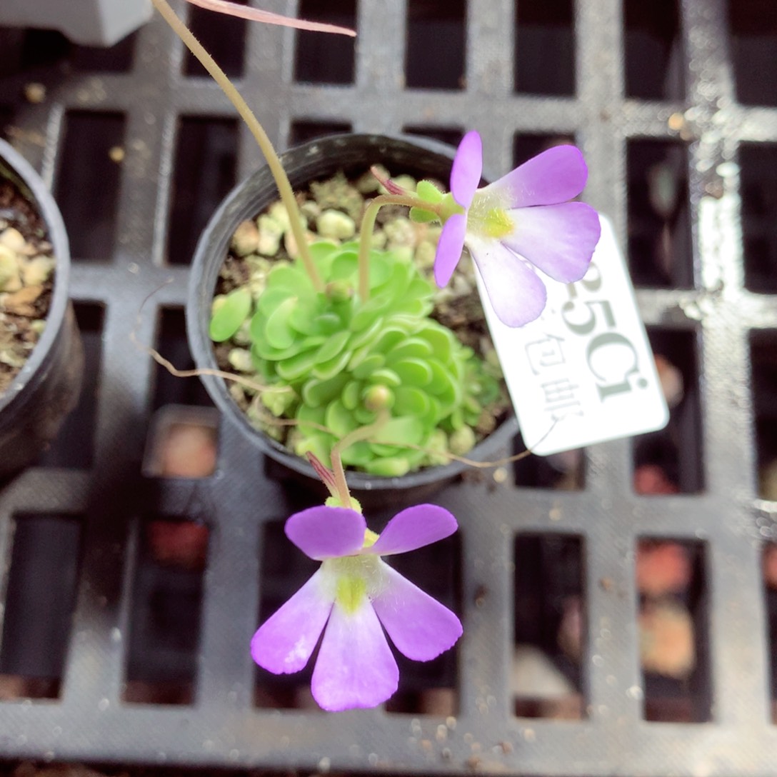 5厘米盆精控多肉225