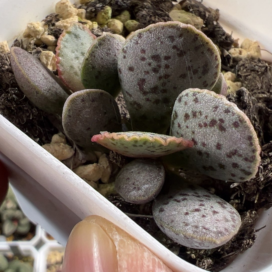 黑桃水泡多肉植物水泡