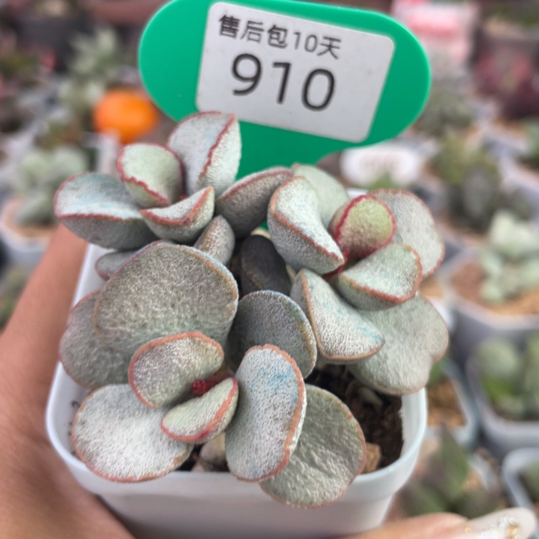     春彩磨砂蛋。 910。  