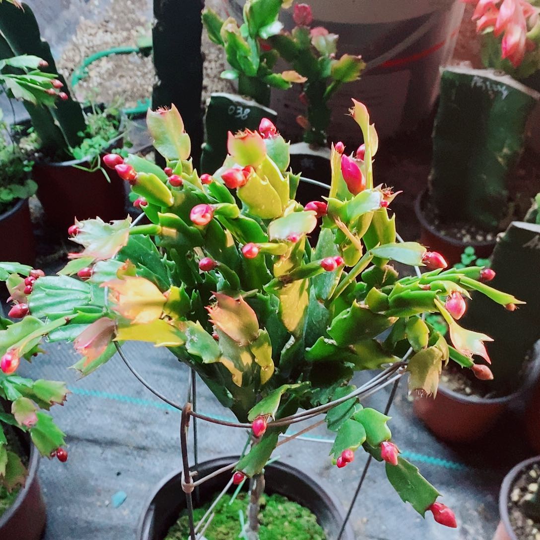 阿***芳完全开放叶仙嫁接蟹爪兰福利