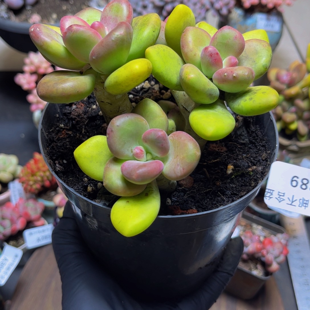 389芒果奶13厘米多肉植物