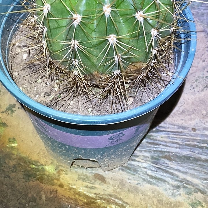 诶*喂荣耀 /脱土脱盆20包邮/