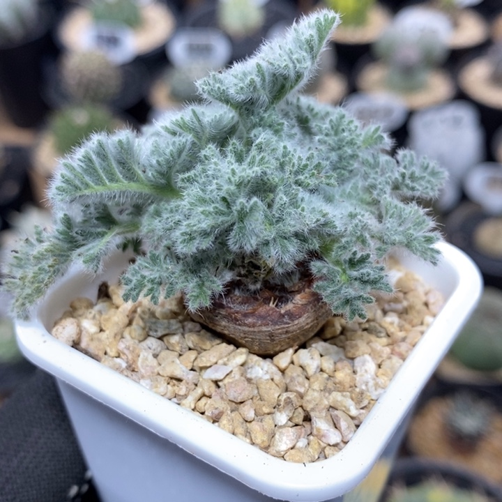 实生羽叶洋葵183号2.5cm