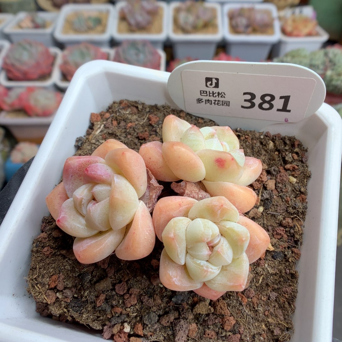 381 奶油冰玉多肉
