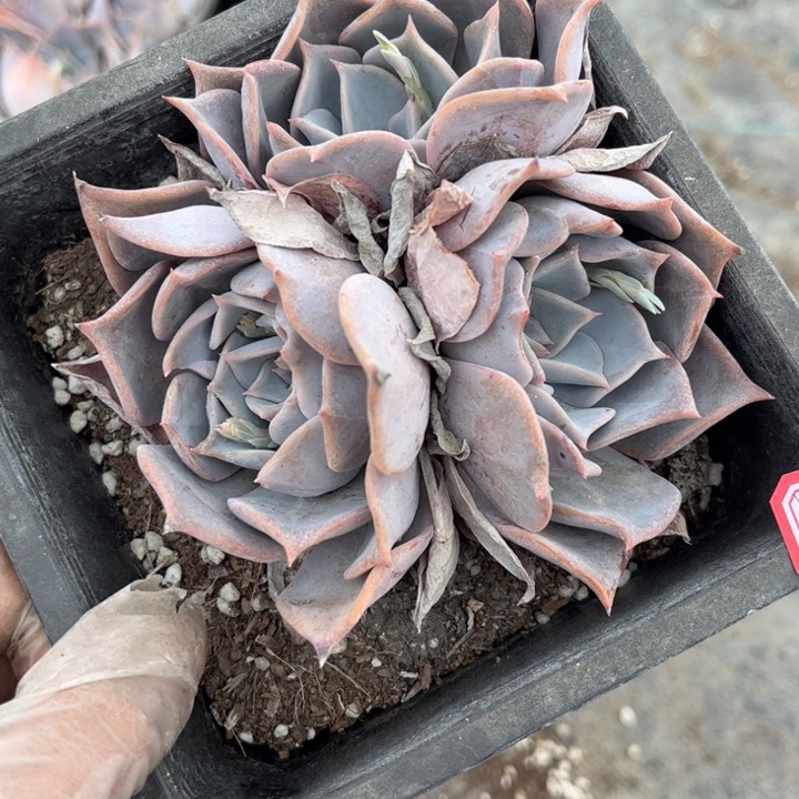 ?****?露西娜一颗小三头