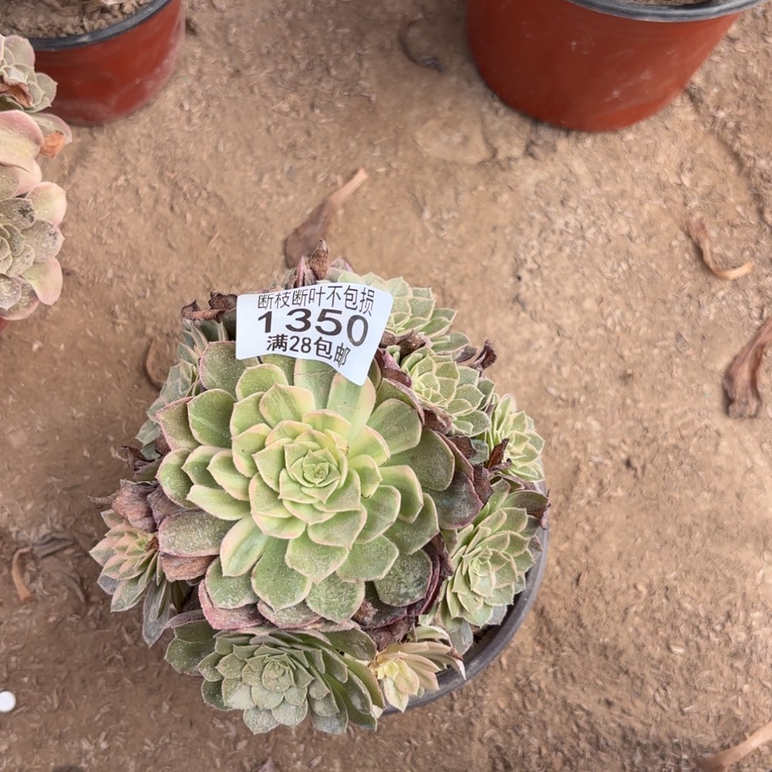 P. 1350万花筒多肉112