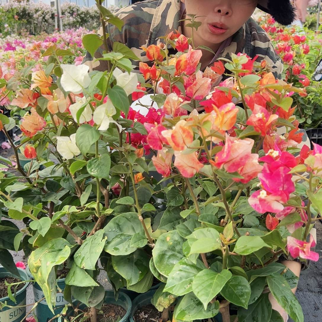 完全开放哪吒掌中宝一颗