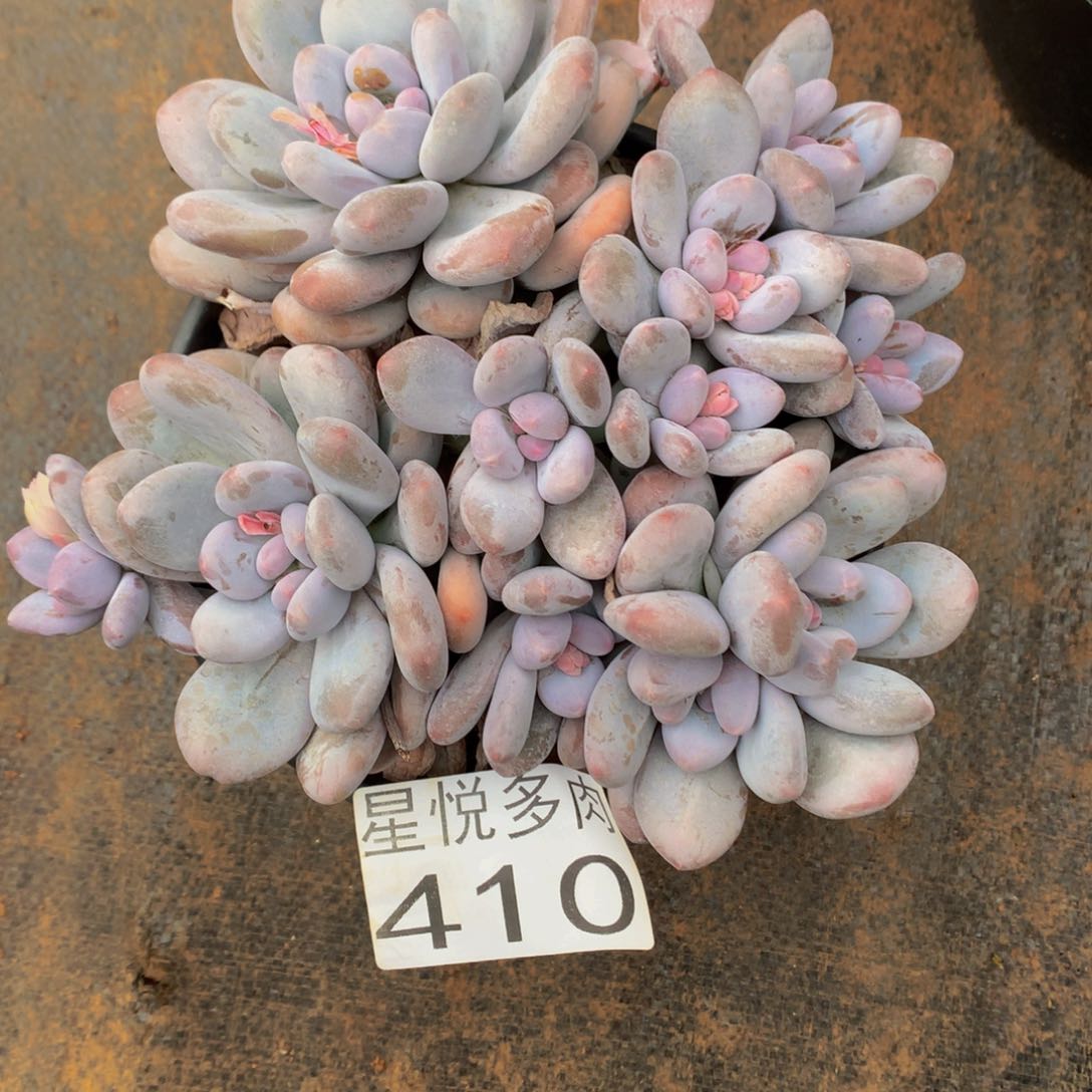 410星悦多肉植物