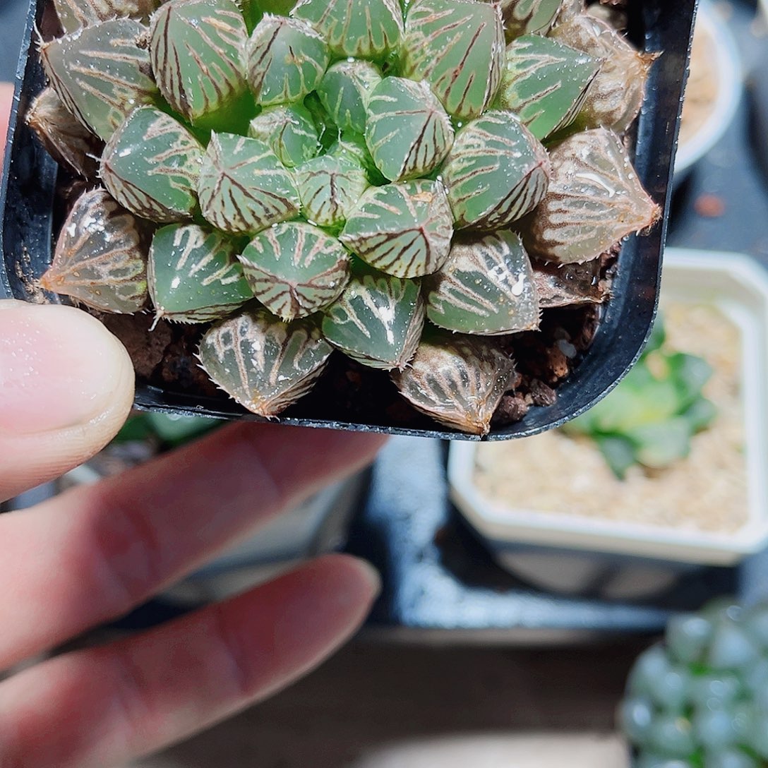 楼兰雨露新手好养