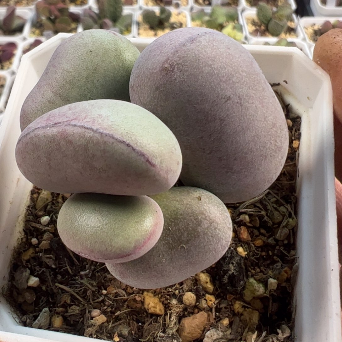 球球紫蛋多肉植物水泡