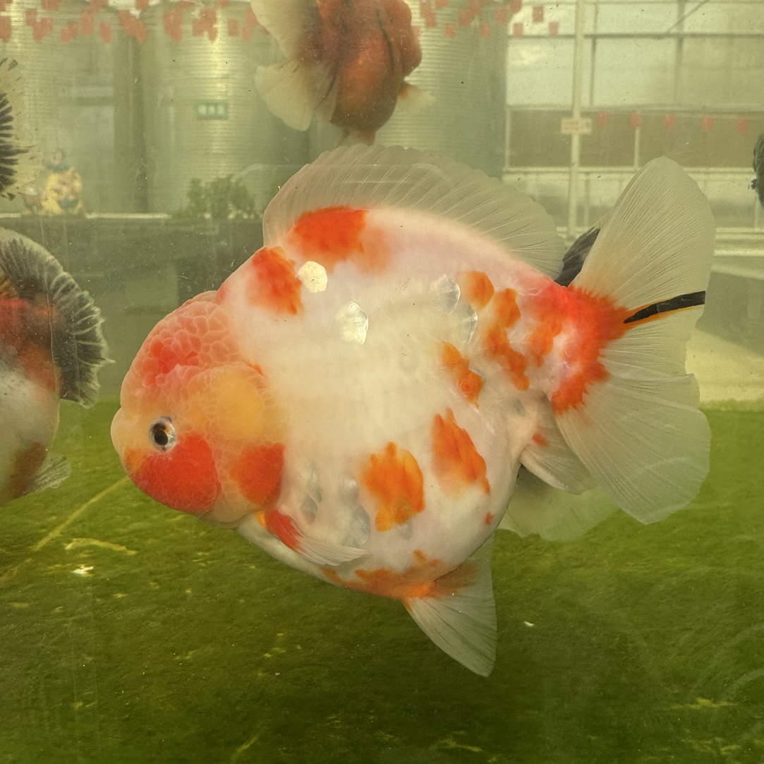 冷水淡水好养耐活的百褶裙泰狮金鱼观赏鱼招财国粹