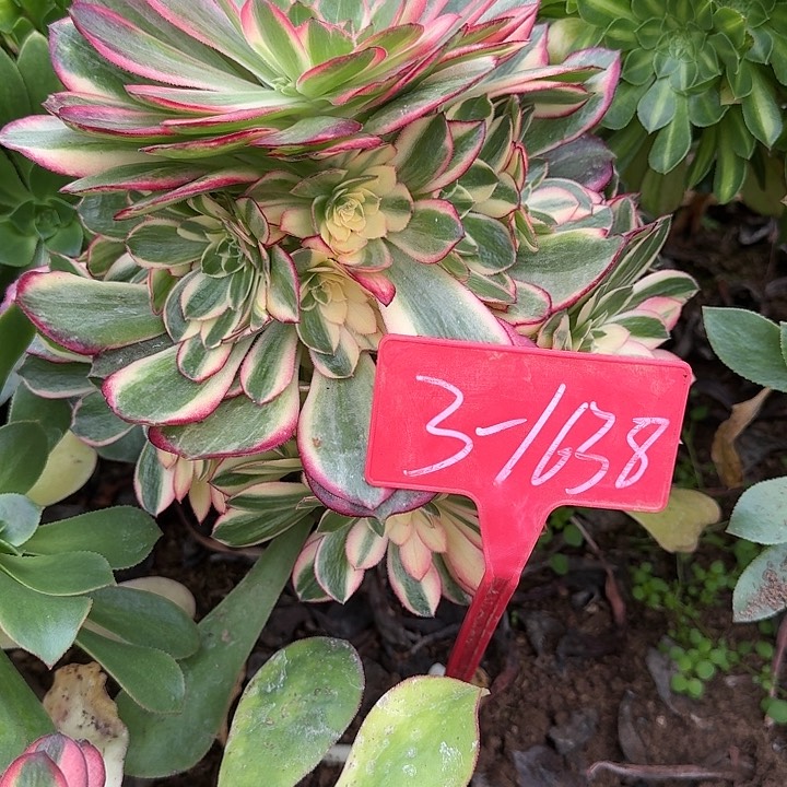 Z*3-1638黑魔锦多肉法师