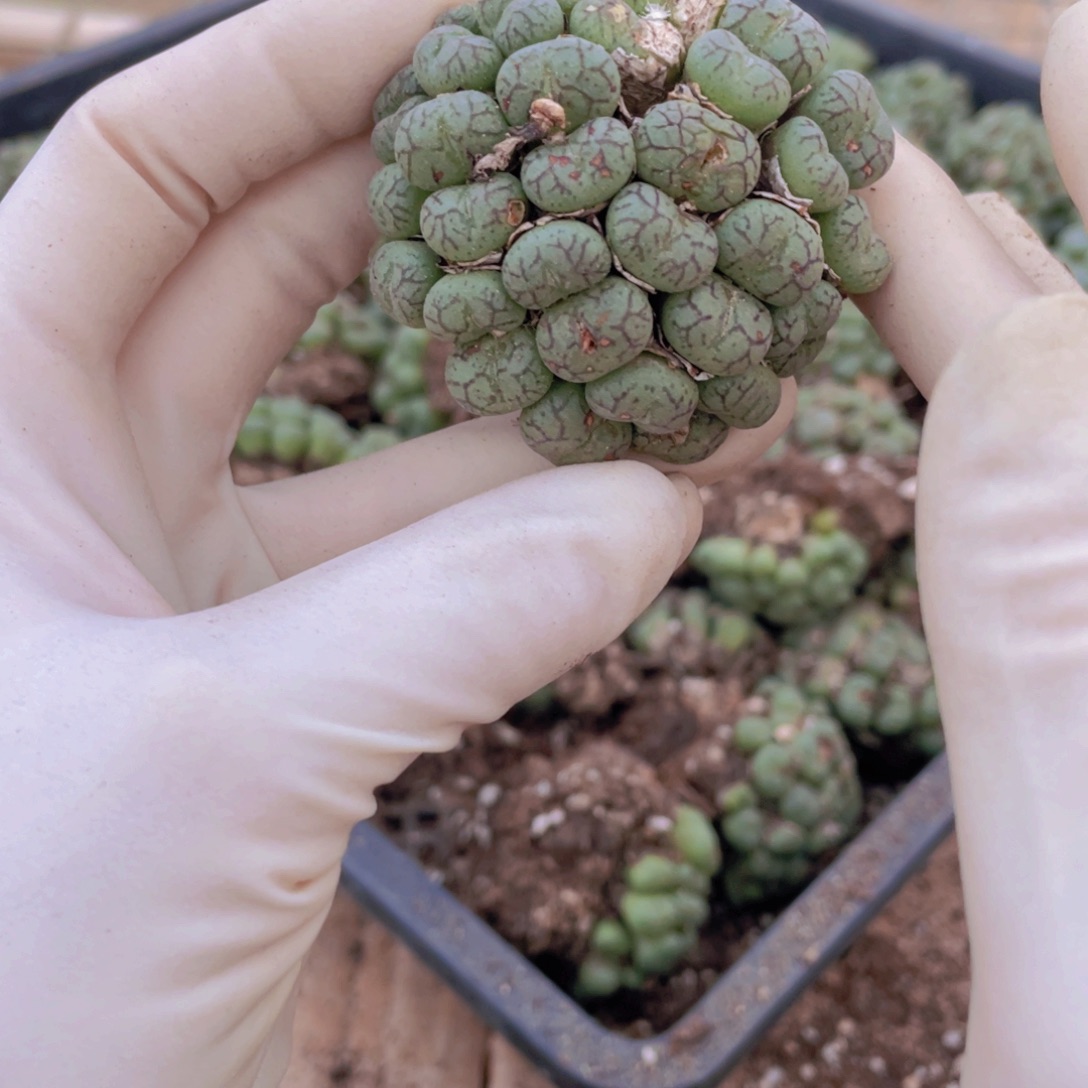 一颗猴脸8888888888