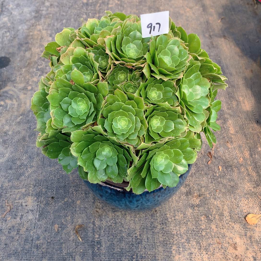 917路羊绒绣球多肉