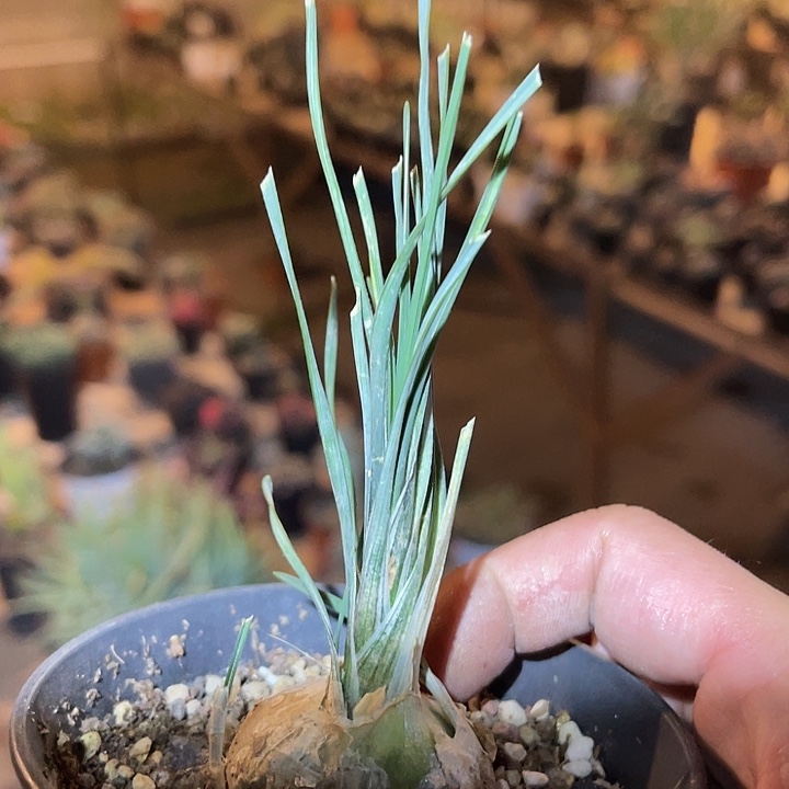 满38包邮2天凑单，脱土晾根发货多肉植物钢丝