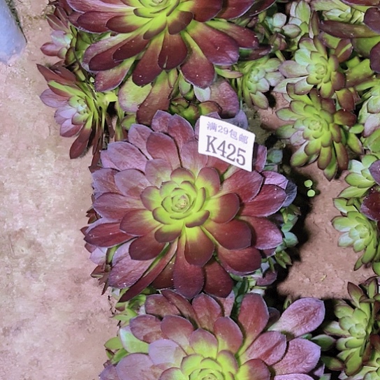 425黑寡妇多肉植物