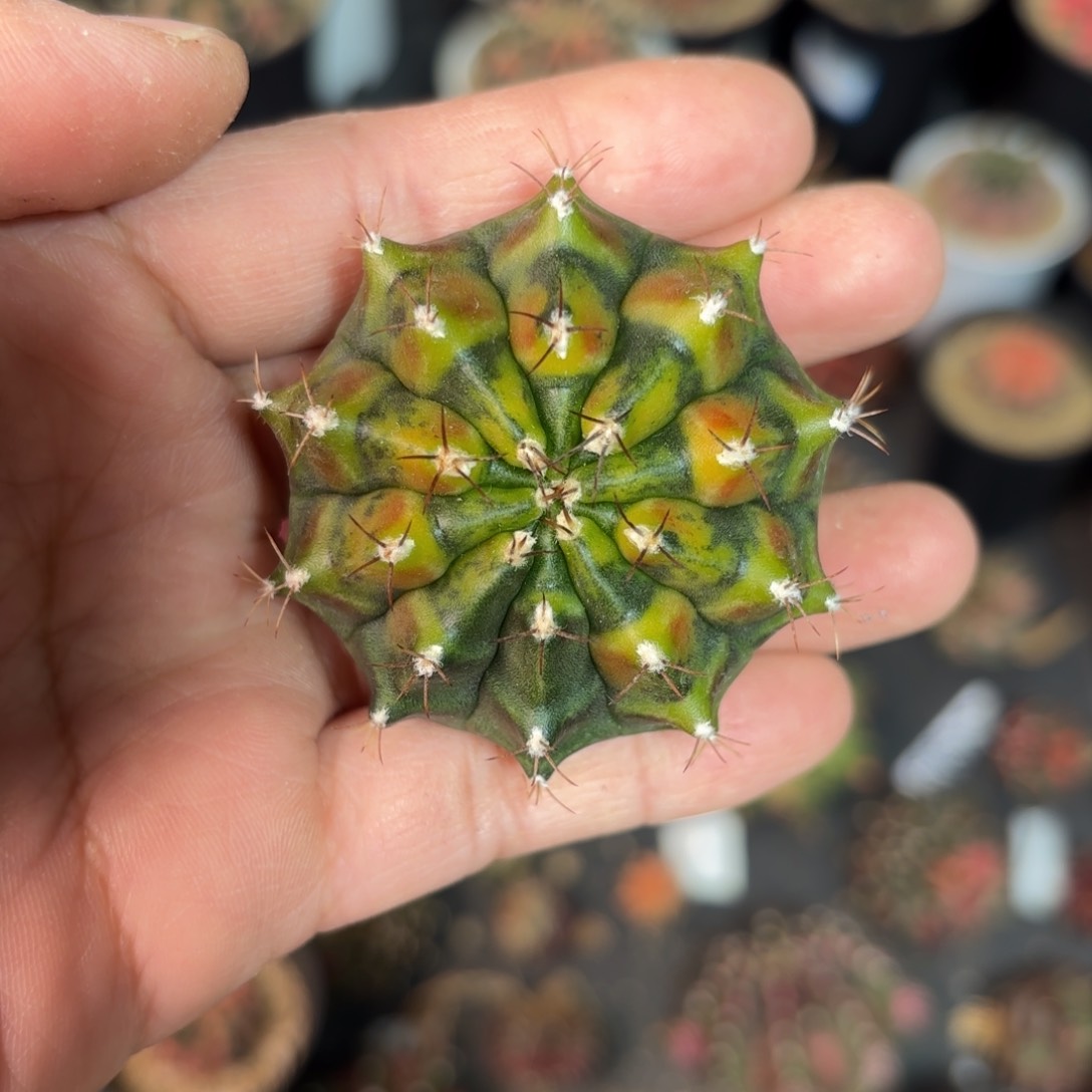 泰系实生乌贼后代仙人球401