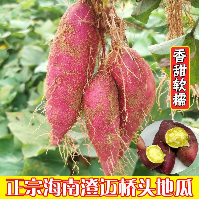 桥头海南现挖地瓜正宗澄迈白心沙地新鲜红薯番薯板栗蜜薯山芋黄心