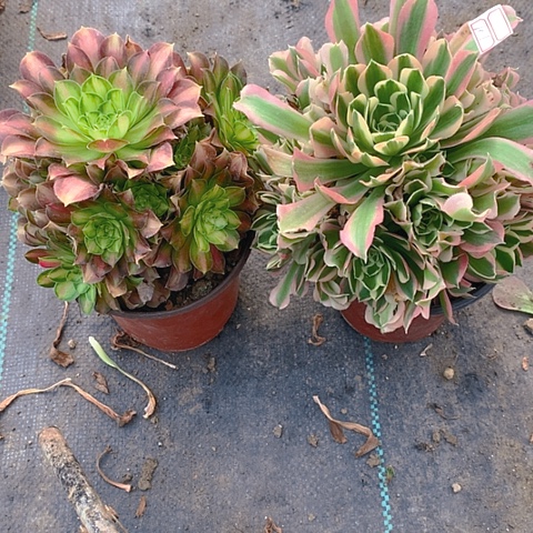 101韶华雨花石2棵多肉植物