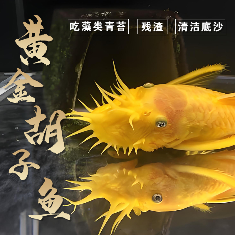 渔场自营精品黄金胡子鱼苗胡子大帆鱼苗擦缸除藻工具鱼非清道夫鱼