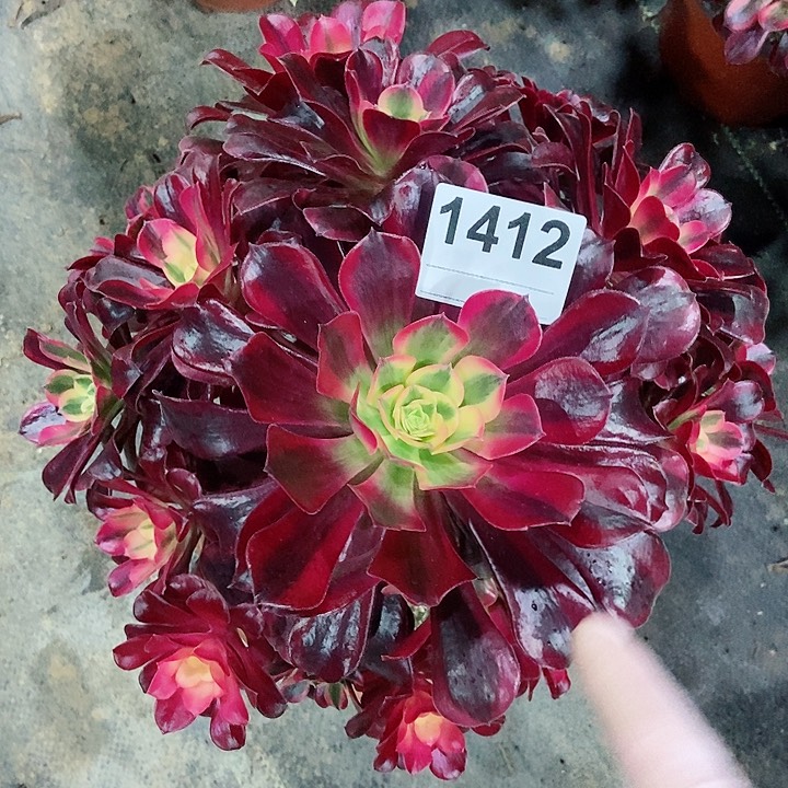 红陶1412美杜莎3多肉