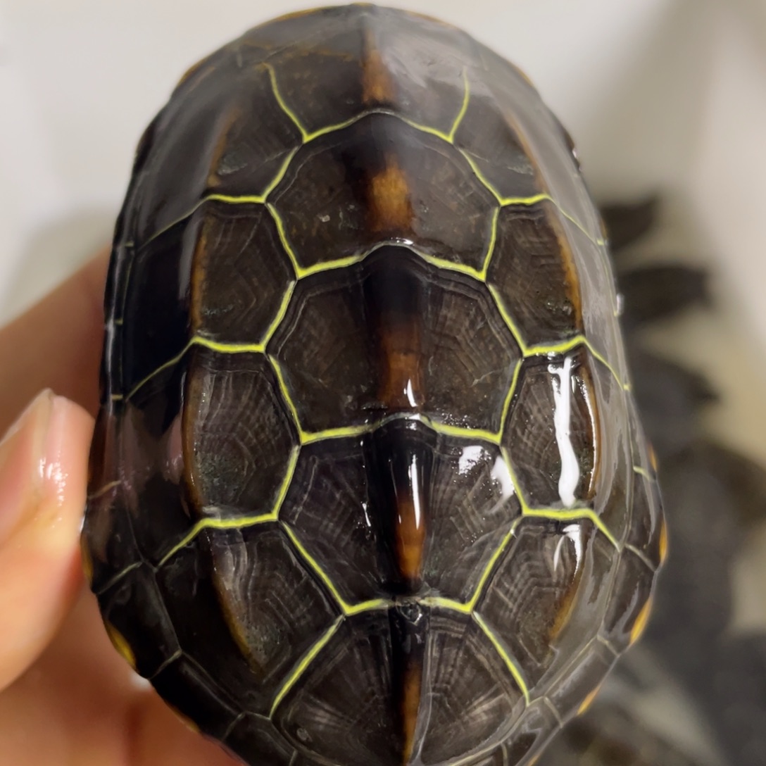 苏北金线冷水草龟