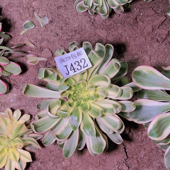 432青莲多肉植物