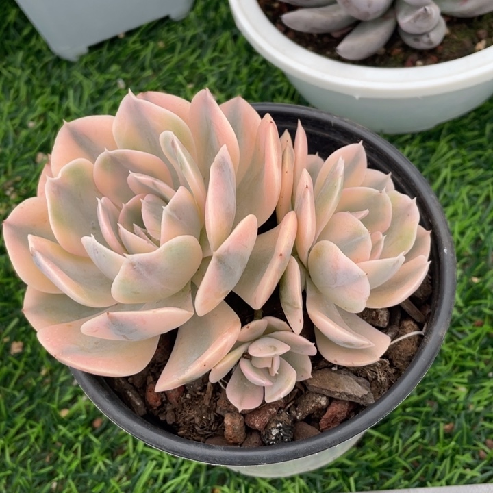 安娜玫瑰锦冠幅12 公分一物一拍