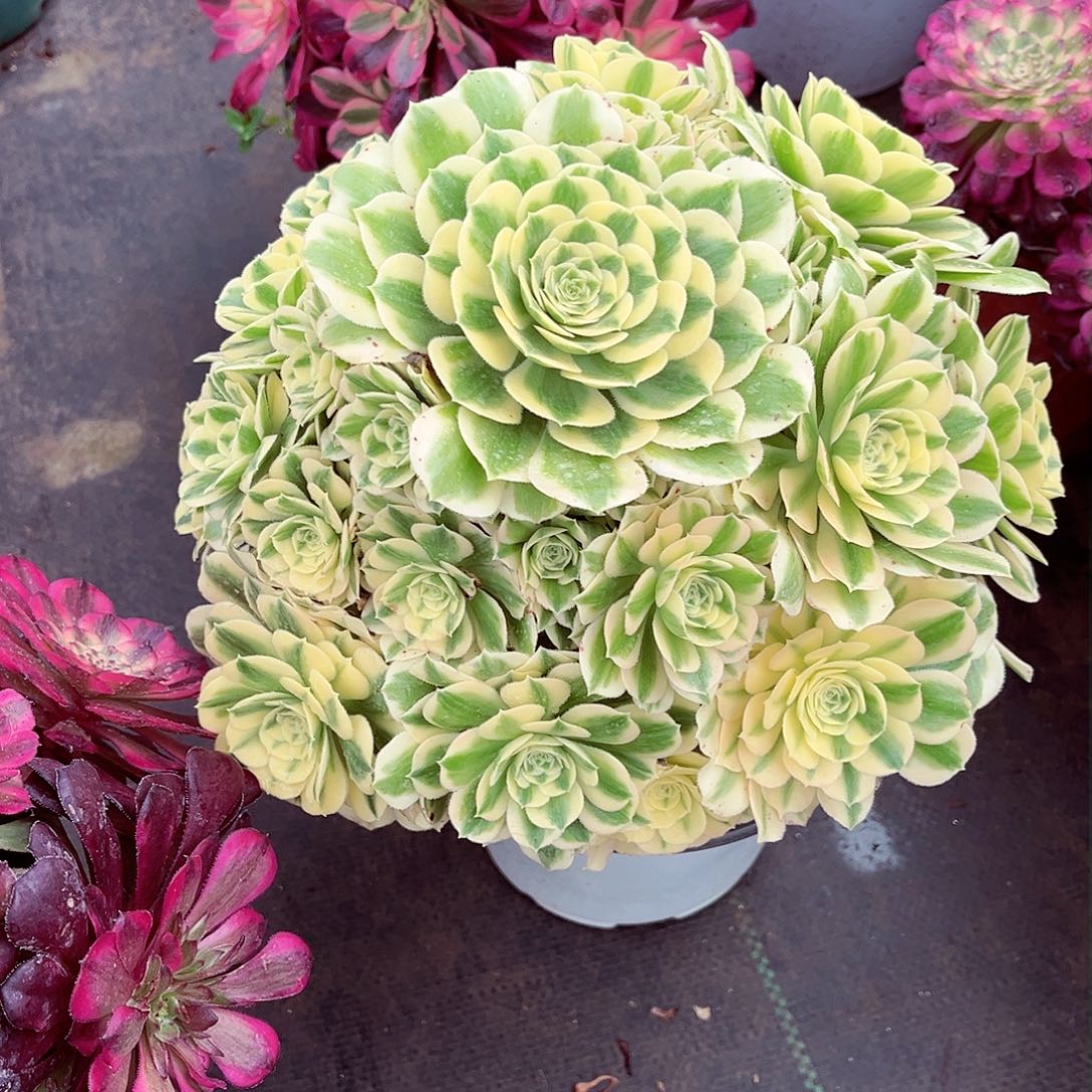 法师多肉植物迈巴赫