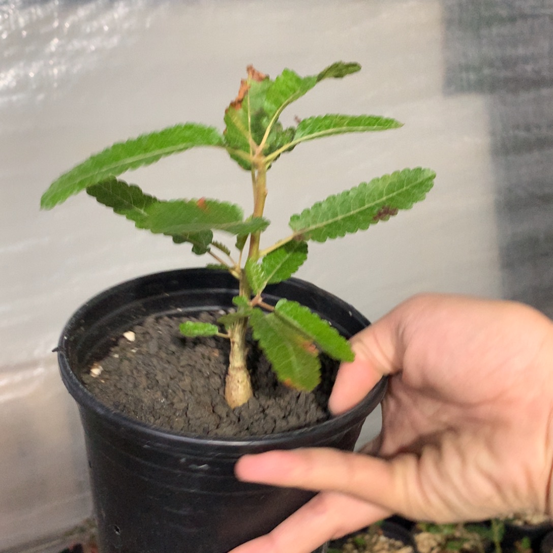 波娜乳香实生带盆