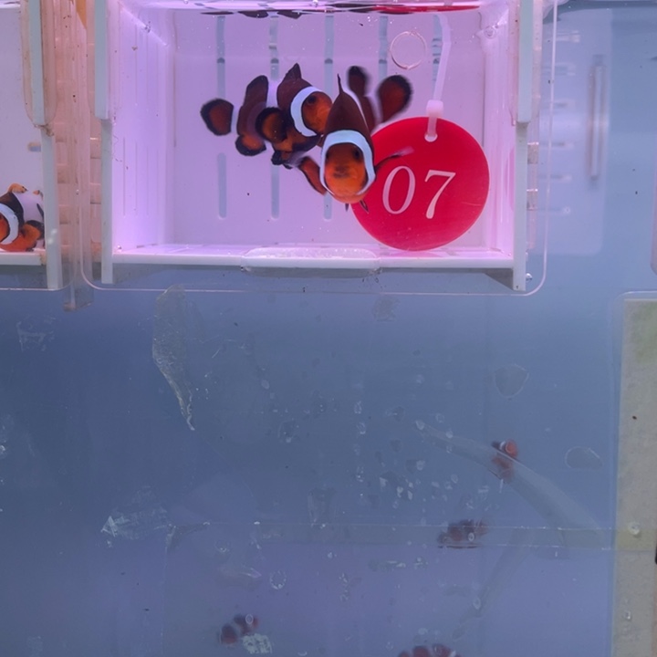 海水鱼精品玛瑙一对4-5